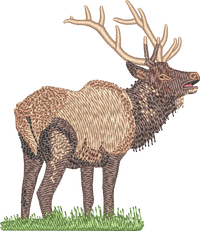 Elk2