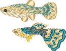 FISH17