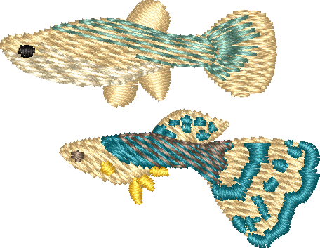 FISH17
