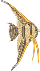 FISH19