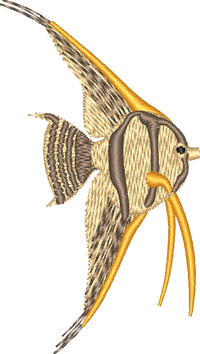 FISH19