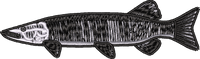 FISH4