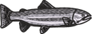 FISH6