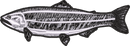 FISH7