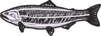 FISH7