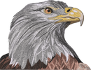 FLAG BALD EAGLE2