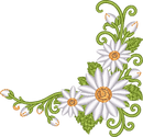 Flower Corner Daisy