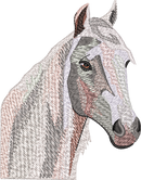 Horse11