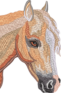Horse13