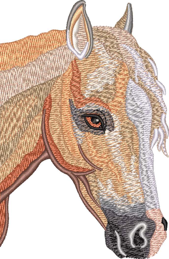 Horse13