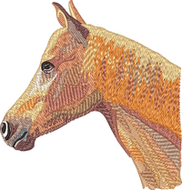 Horse14