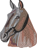 Horse17