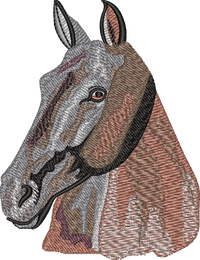 Horse17