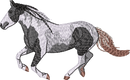 Horse27