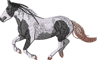 Horse27