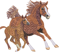 Horse4