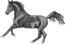Horse7