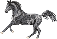 Horse7