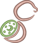 Kiwi Out