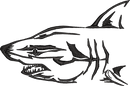 Shark Outline