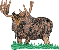 Moose