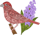 New Hampshire Purple Finch
