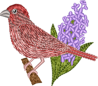 New Hampshire Purple Finch