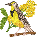 Oregon Western Meadowlark