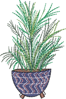 Palm Plant