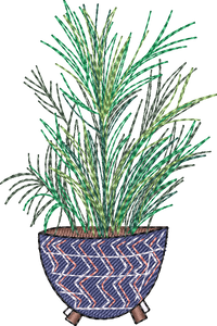 Palm Plant