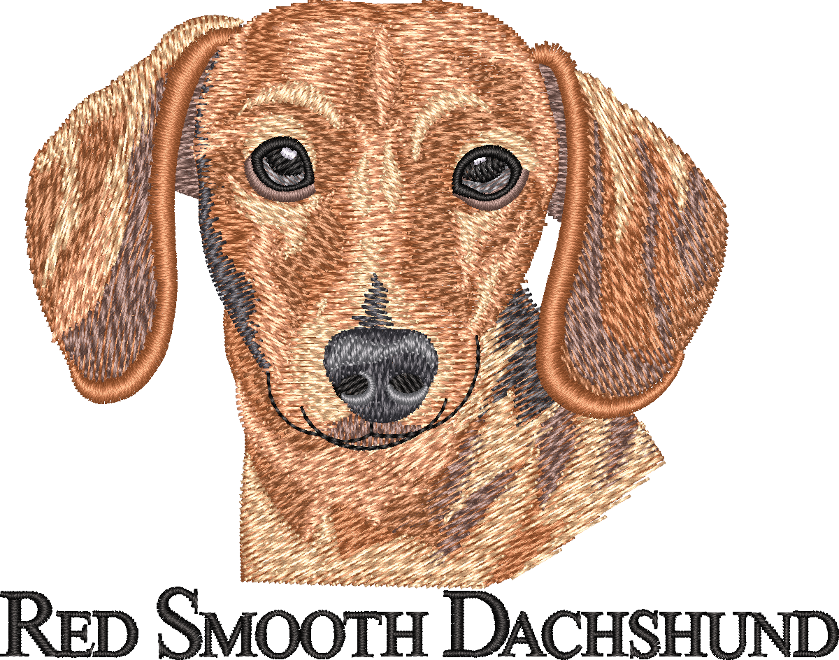 Red Smooth Dachshund