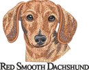 Red Smooth Dachshund