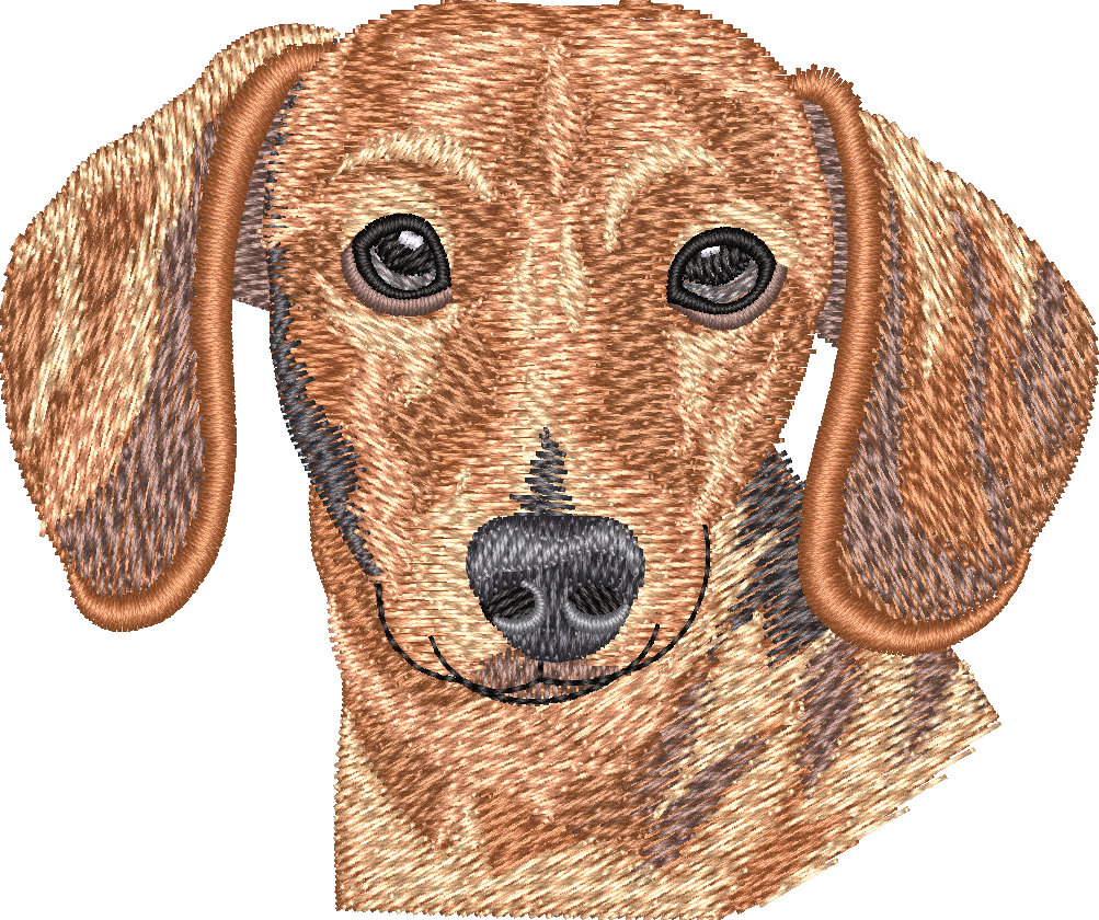 Red Smooth Dachshund