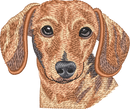 Red Smooth Dachshund
