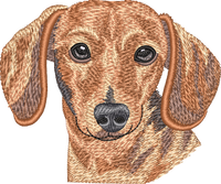 Red Smooth Dachshund