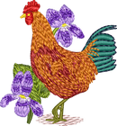 Rhode Island Red Rooster