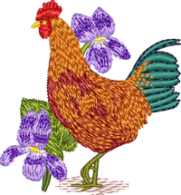 Rhode Island Red Rooster