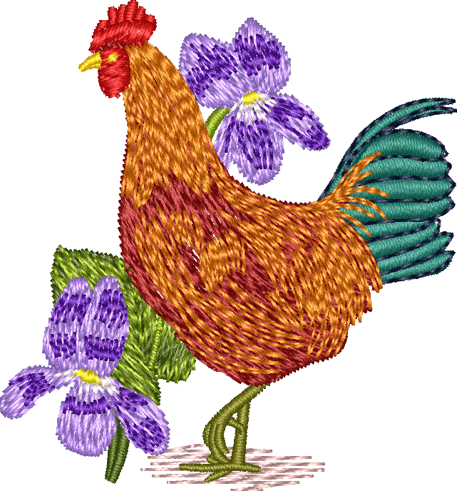 Rhode Island Red Rooster