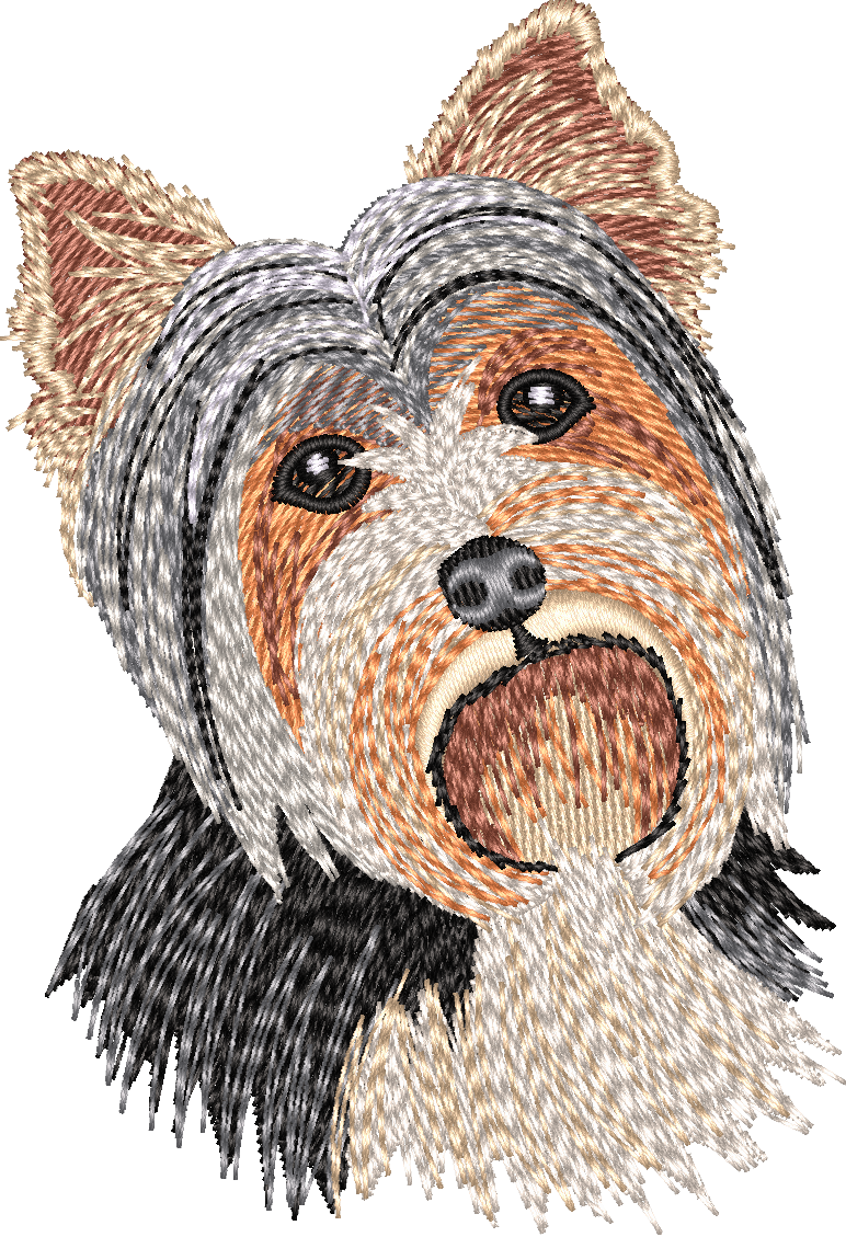 Yorkshire Terrier No Let