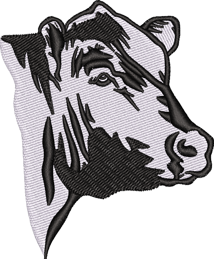Black Angus2