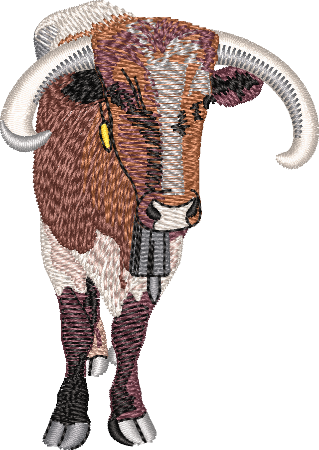 bull-2