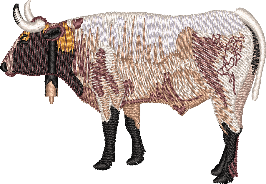 bull-4