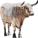 Bull 5