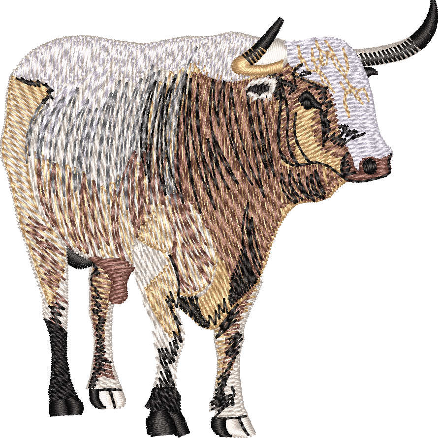 bull-5