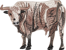 Bull 7