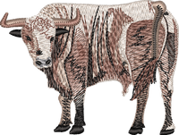 Bull 7