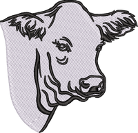 Charolais Heifer