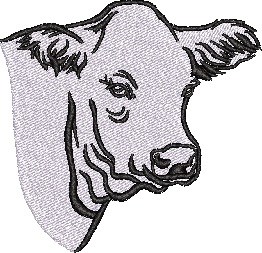 Charolais Heifer