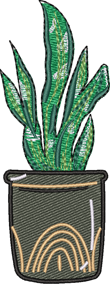 Snake Plant 2